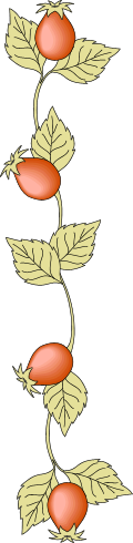 Rosehip border